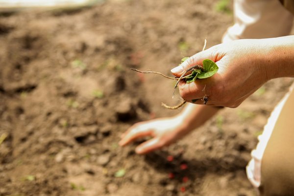 Désherbeur écologique : optez pour un jardin sans produits chimiques